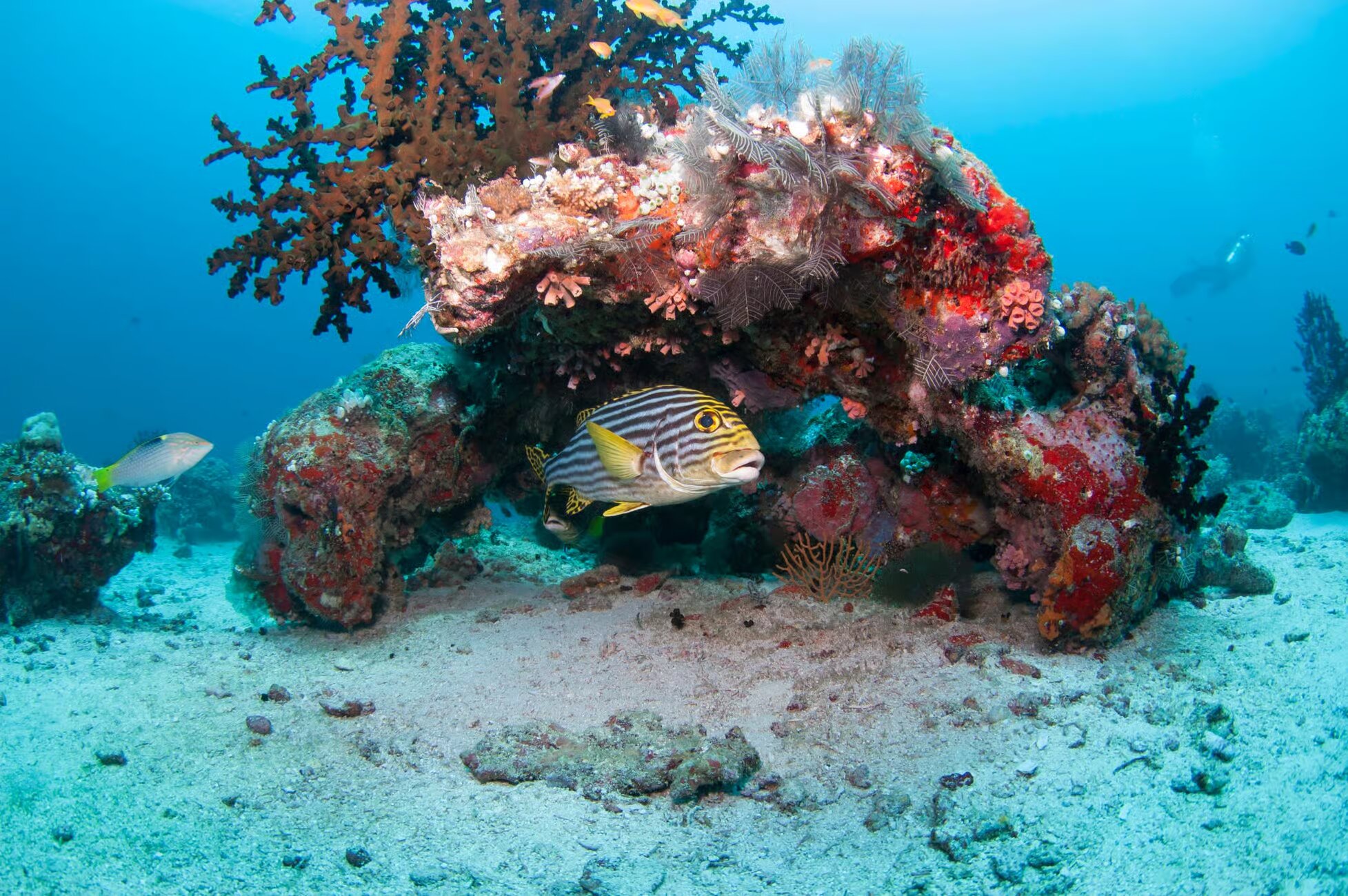 Image of Maldives: Discover Scuba Diving tour package, BookMe Tour Package, Travel with BookMe, Exciting Tour Packages Available, Affordable Prices.