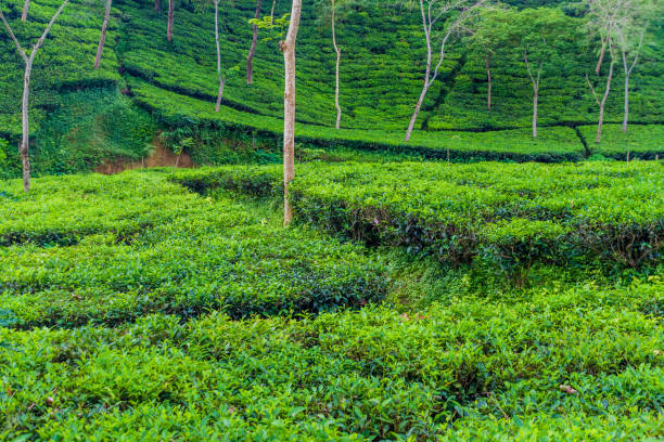 Image of Sreemangal Tour Package: 2 Days & 1 Night, Tour Packages, Tour Activities, BookMe Accommodation, Comfortable Stay, Affordable Prices.